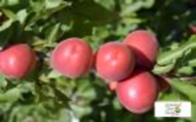 Bolero — фото сорта