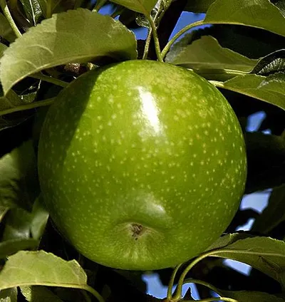 Challenger — фото сорта