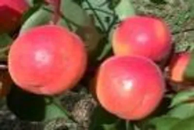 Farbela Carmingo — фото сорта