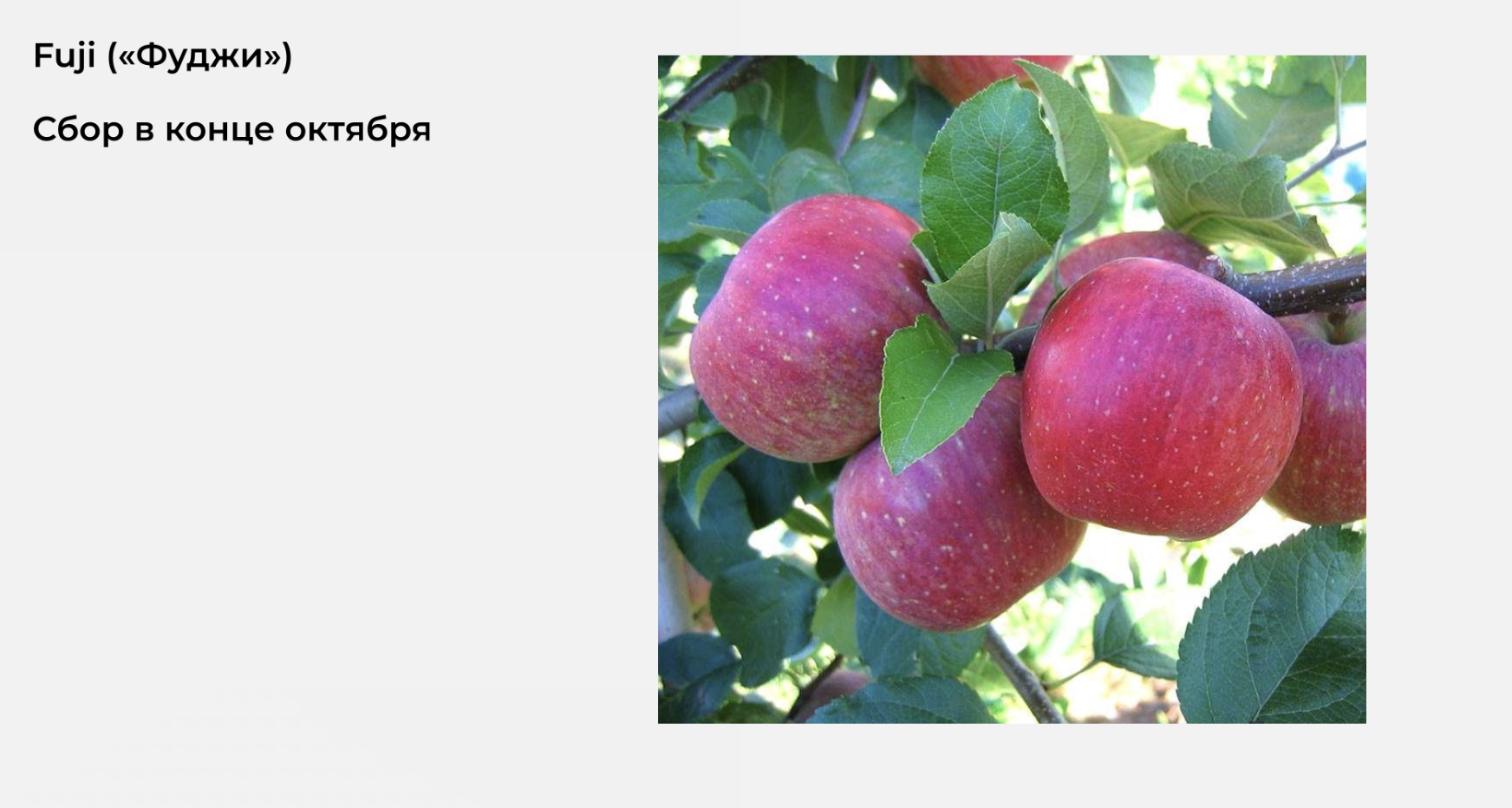 Fuji — фото из сада