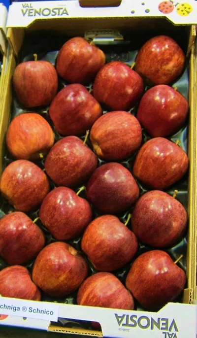 Gala SchniCo — фото сорта