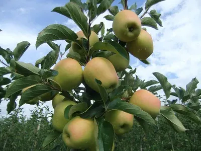 Golden Reinders — фото сорта