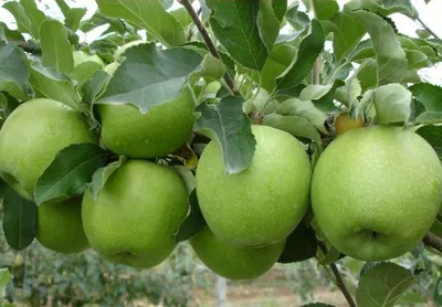 Granny Smith — фото сорта