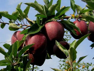 Jeromine — фото сорта