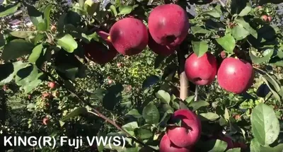 King Fuji VW — фото сорта