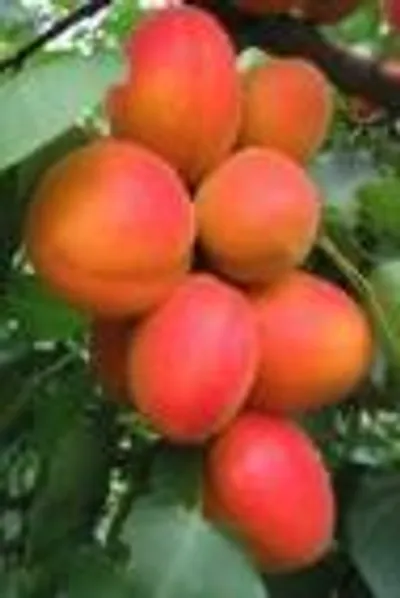 Kioto — фото сорта