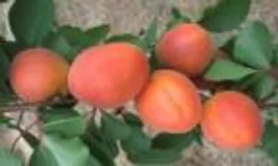 Pricia — фото сорта