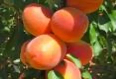 Rubely — фото сорта