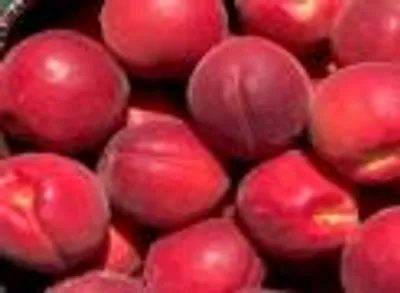 Tsunami — фото сорта